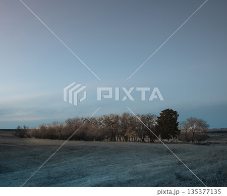 Flowered field in the Pampas Plain, La Pampa Province, Patagonia, Argentina. Flowered field in the Pampas Plain, La Pampa Province, Patagonia, Argentina. 135377135