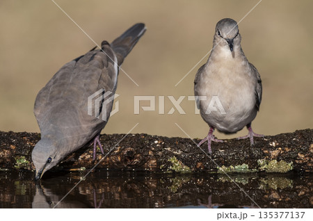 Picui Ground Dove,  in Calden forest environment, La Pampa province, Patagonia,Argentina. 135377137
