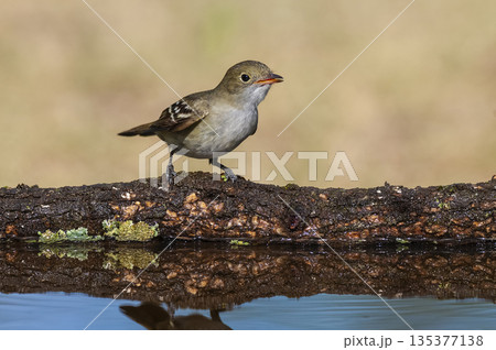 White crested Elaenia, Elaenia albiceps, calden Forest, La Pampa province , Patagonia, Argentina White crested Elaenia, Elaenia albiceps, calden Forest, La Pampa province , Patagonia, Argentina 135377138