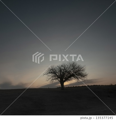 Flowered field in the Pampas Plain, La Pampa Province, Patagonia, Argentina. 135377145