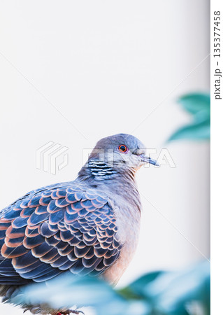 虹色の首模様が美しいキジバトのクローズアップ 135377458