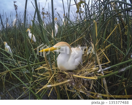 Cattle Egret, Bubulcus ibis, nesting, La Pampa Province, Patagonia, Argentina Cattle Egret, Bubulcus ibis, nesting, La Pampa Province, Patagonia, Argentina 135377488
