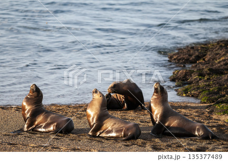 Sea Lions on beach, Peninsula Valdes, World Heritage Site, Patagonia, Argentina 135377489
