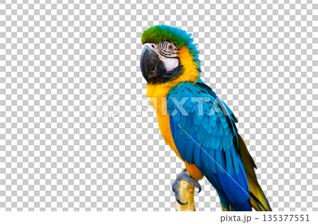 macaw parrot parakeet perching on branch on Transparent background isolate 135377551