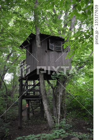 森の中の秘密基地 135377639