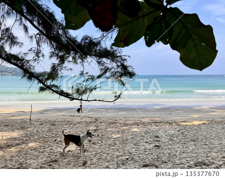 Sunny day in Asia, beautiful deserted beach. High quality photo Sunny day in Asia, beautiful deserted beach. High quality photo 135377670