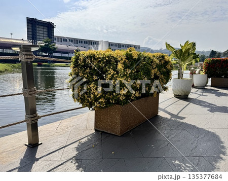 Fresh flowers in outdoor pots decorate the hotel grounds in Asia Fresh flowers in outdoor pots decorate the hotel grounds in Asia 135377684