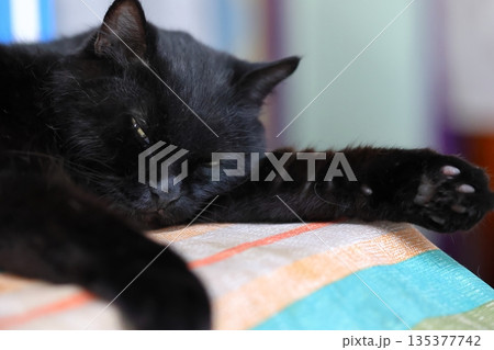 黒猫 クロネコ くろねこ 135377742