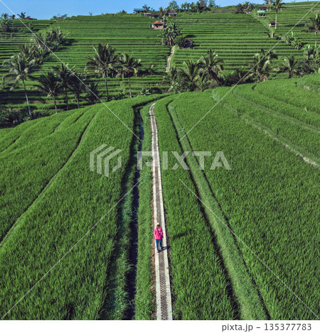 Captivating Images Showcasing Rice Paddies And Scenic Beauty Of Bali Countryside Captivating Images Showcasing Rice Paddies And Scenic Beauty Of Bali Countryside 135377783