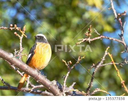 ジョウビタキ 雄 梅の木にとまる 135377838