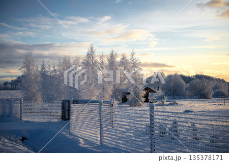 Golden Winter Light Touching Snow Covered Trees Near Rural Fence 135378171