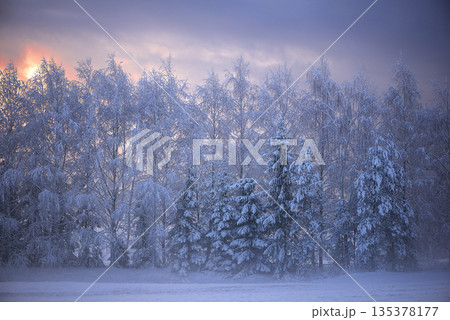 Frost Covered Forest Edge In Blue Winter Twilight Frost Covered Forest Edge In Blue Winter Twilight 135378177