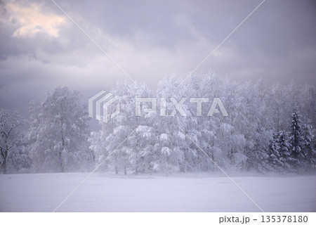 Quiet Winter Meadow With Soft Fog And Frosted Trees Under Pale Sky 135378180