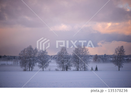 Frosted Birch Trees In Open Snowy Field Under Dramatic Winter Sky Frosted Birch Trees In Open Snowy Field Under Dramatic Winter Sky 135378236