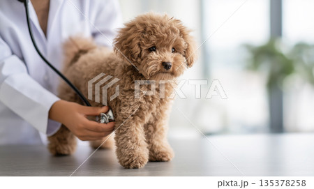 Poodle and veterinarian examine the dog with a stethoscope at a veterinary clinic. Calm professional care is in progress. 135378258