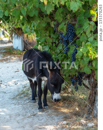Donkey stands under a grapevine in the vineyard. Grapes hang nearby. 135378263