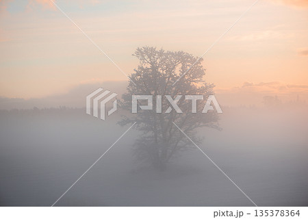 Peach Dawn Above a Lone Frosted Tree 135378364