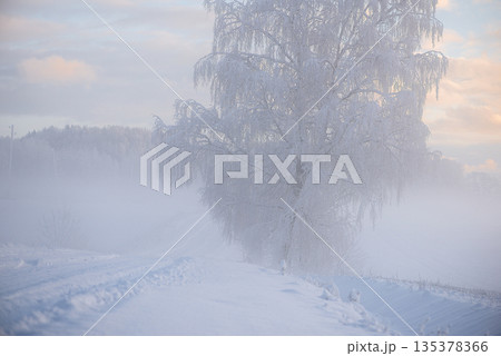 Frost Laden Birch Rising From Morning Mist Frost Laden Birch Rising From Morning Mist 135378366