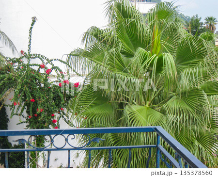 Palm and bougainvillea by white wall and blue balcony resort courtyard 135378560