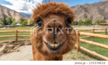 Alpaca smiling toward viewer at farm with mountains. Sunny day with blue sky. Alpaca smiling toward viewer at farm with mountains. Sunny day with blue sky. 135378610