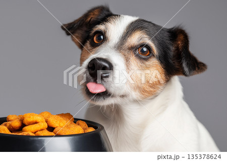 Dog with tongue out watches food in studio. Crunchy kibble fills a black bowl. 135378624