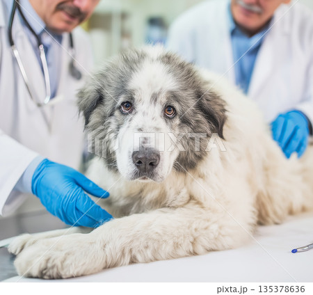 Veterinary doctors examine a large fluffy dog at a clinic. The scene shows a calm professional checkup. 135378636