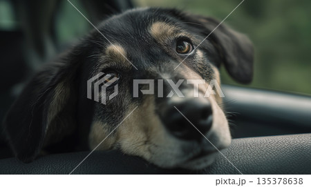 Dog resting its head on a car dashboard. Soft natural light highlights the calm expression. 135378638