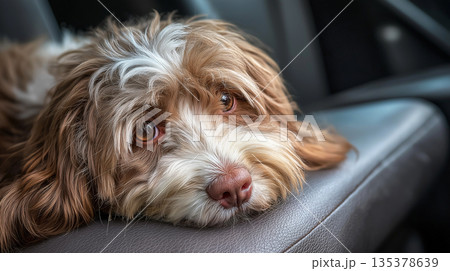 Small dog rests on a car seat. Brown and white fur glows in warm light as the dog gazes off to the side. Small dog rests on a car seat. Brown and white fur glows in warm light as the dog gazes off to the side. 135378639
