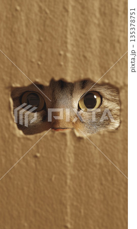 Cat peeking through a hole in a cardboard box. Its amber eyes stare out from the cardboard opening. Cat peeking through a hole in a cardboard box. Its amber eyes stare out from the cardboard opening. 135378751