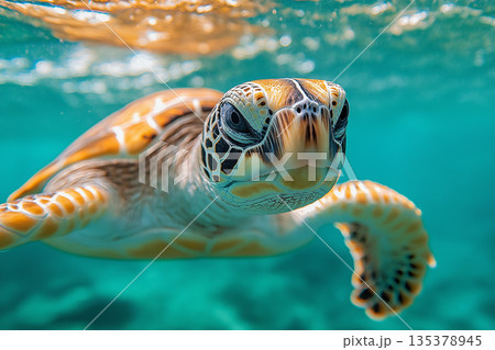 Turtle swimming in the ocean: a stunning wildlife photography of a tropical marine reptile Turtle swimming in the ocean: a stunning wildlife photography of a tropical marine reptile 135378945