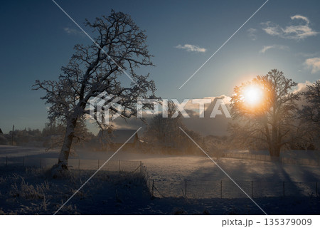 Low Winter Sun Over Snowy Rural Field 135379009