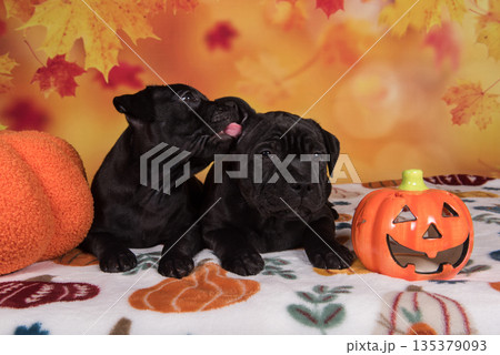 Two funny dogs with pumpkins. Happy Black pugs on Halloween in studio Two funny dogs with pumpkins. Happy Black pugs on Halloween in studio 135379093