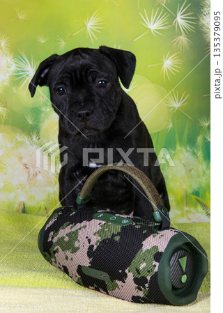 Black male American Staffordshire Bull Terrier dog puppy with softbox Speaker Black male American Staffordshire Bull Terrier dog puppy with softbox Speaker 135379095