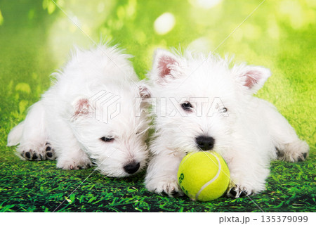 Two West Highland White Terrier dogs puppies with tennis ball on green grass Two West Highland White Terrier dogs puppies with tennis ball on green grass 135379099
