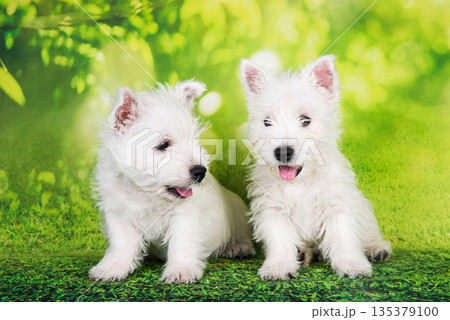 Two West Highland White Terrier dogs puppies with on green grass background 135379100