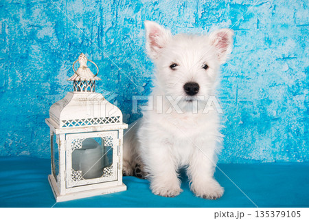 West Highland White Terrier dog puppy with lantern candlestick on blue background West Highland White Terrier dog puppy with lantern candlestick on blue background 135379105