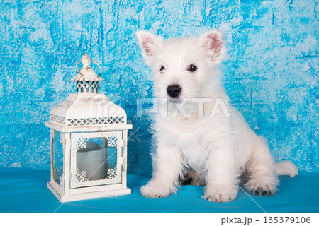 West Highland White Terrier dog puppy with lantern candlestick on blue background West Highland White Terrier dog puppy with lantern candlestick on blue background 135379106