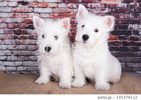 Two West Highland White Terrier dogs puppies with on brick wall background 135379112
