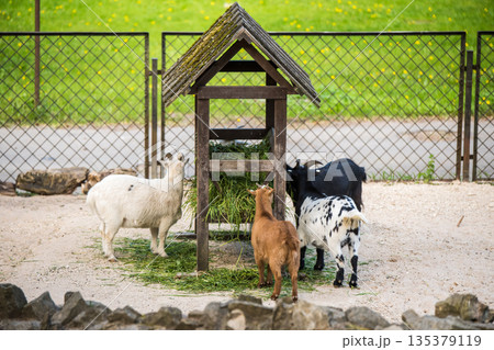 Feeding animals on the farm. Adult goats and little kids eat hay from the feeder Feeding animals on the farm. Adult goats and little kids eat hay from the feeder 135379119