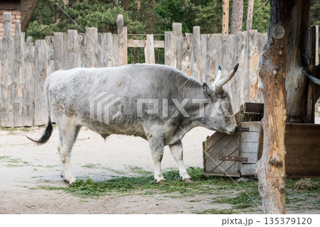 Hungarian gray cattle with big horns, cows eating hay Hungarian gray cattle with big horns, cows eating hay 135379120