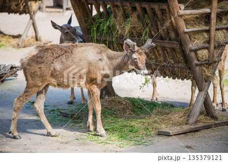 Deer eat hay from the feeder in the zoo 135379121