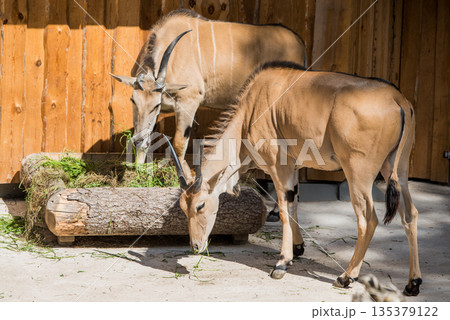 Antelopes eat hay from the feeder 135379122