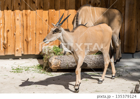 Antelopes eat hay from the feeder Antelopes eat hay from the feeder 135379124