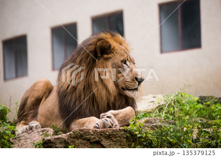 Male lion resting full body facing forward 135379125