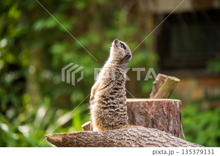 Slender tailed Meerkat close up 135379131