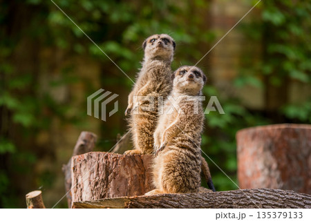 Slender tailed Meerkat close up Slender tailed Meerkat close up 135379133