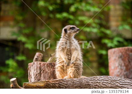 Slender tailed Meerkat close up 135379134