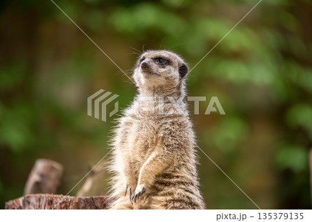 Slender tailed Meerkat close up 135379135