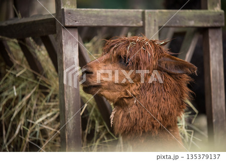 Brown color alpaca in open zoo or contact farm 135379137