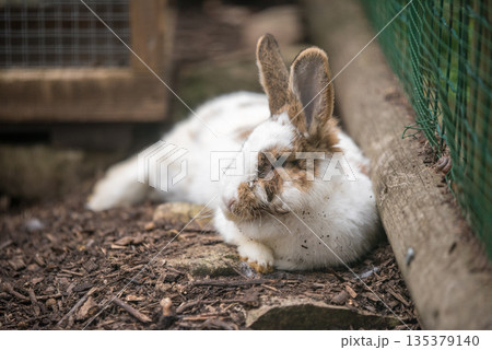 Cute white rabbit lying down on the ground in garden home at rural farm. Cute white rabbit lying down on the ground in garden home at rural farm. 135379140